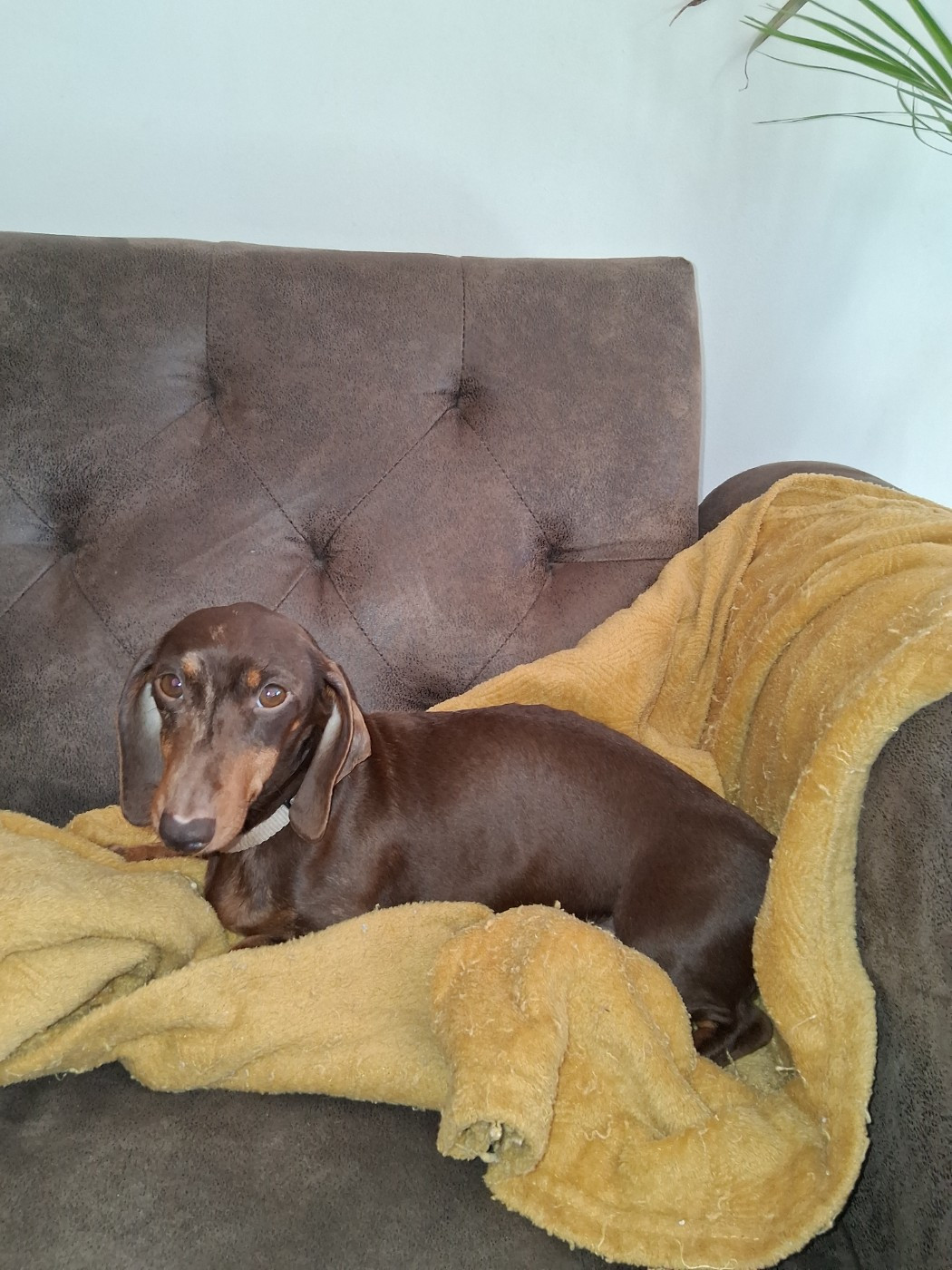 Tipsy Du Coin Des Canailles