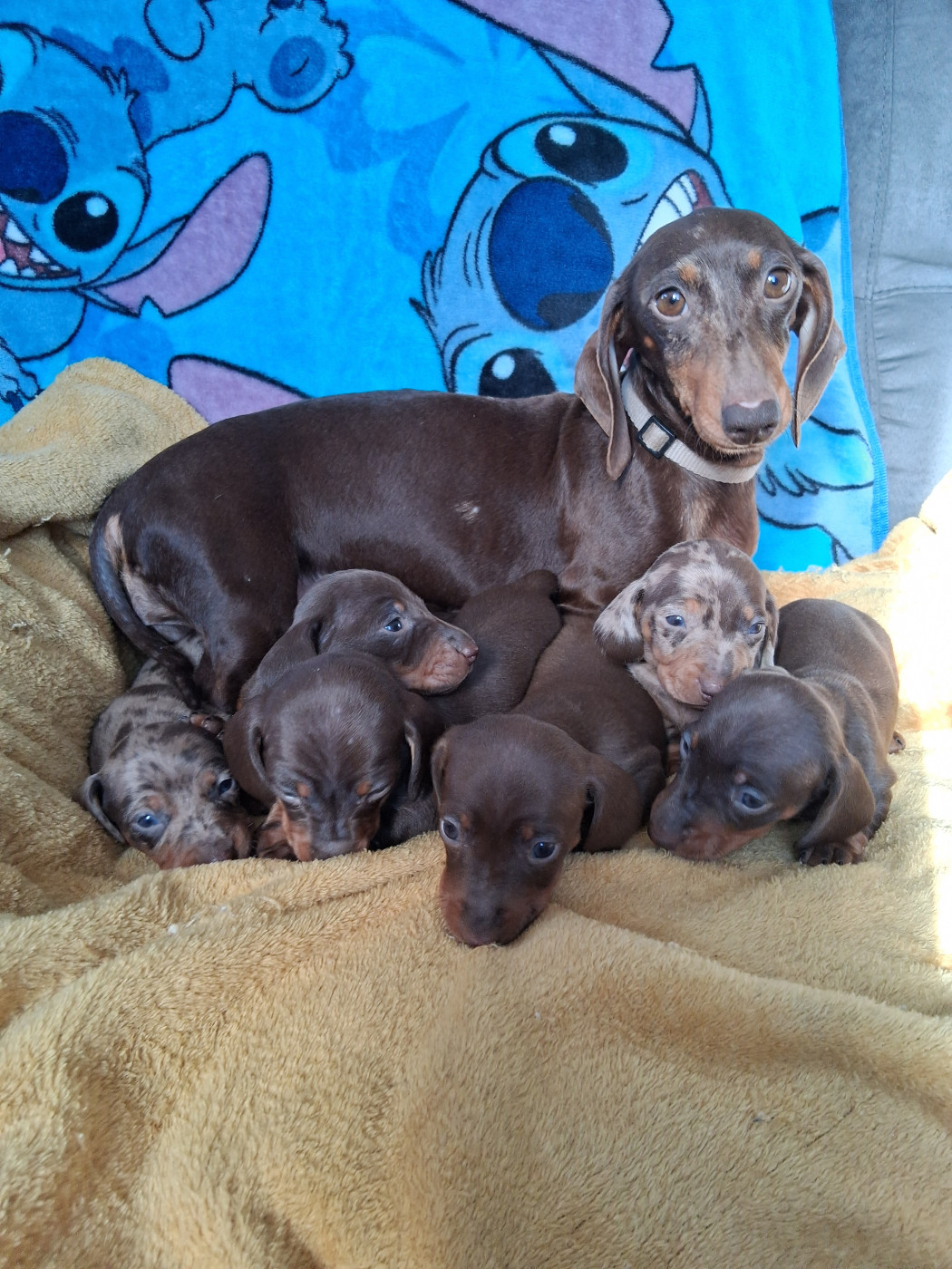 Du Coin Des Canailles - Teckel poil ras - Portée née le 04/02/2026