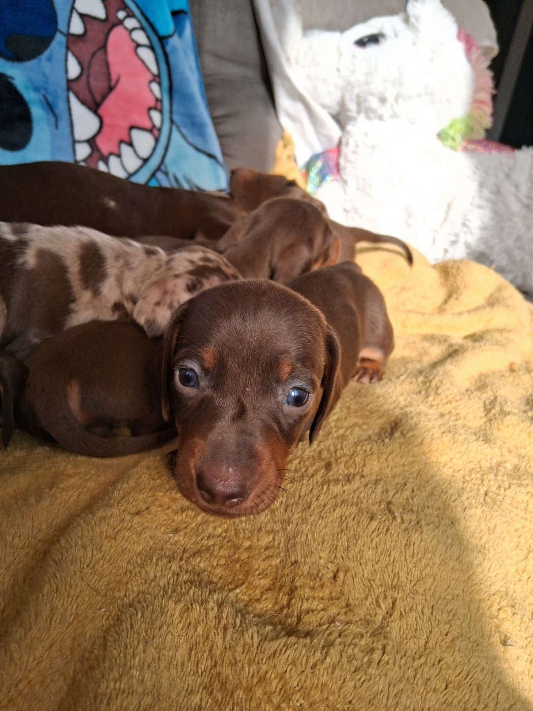 Du Coin Des Canailles - Chiots disponibles - Teckel poil ras