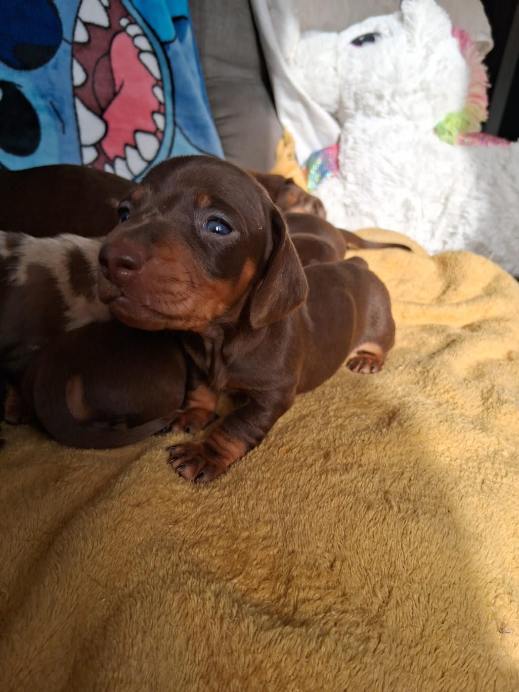 Du Coin Des Canailles - Chiots disponibles - Teckel poil ras