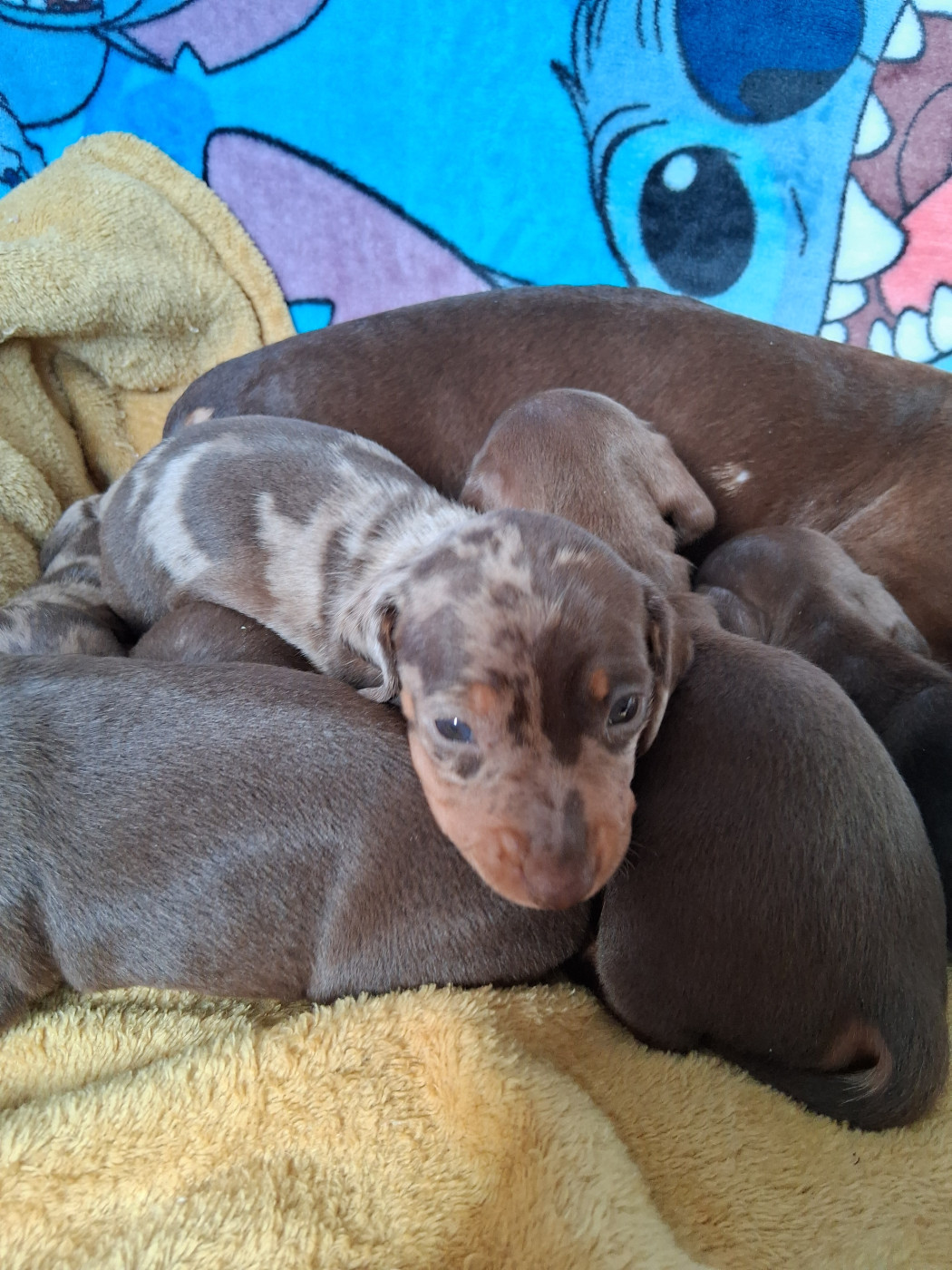 Du Coin Des Canailles - Chiots disponibles - Teckel poil ras