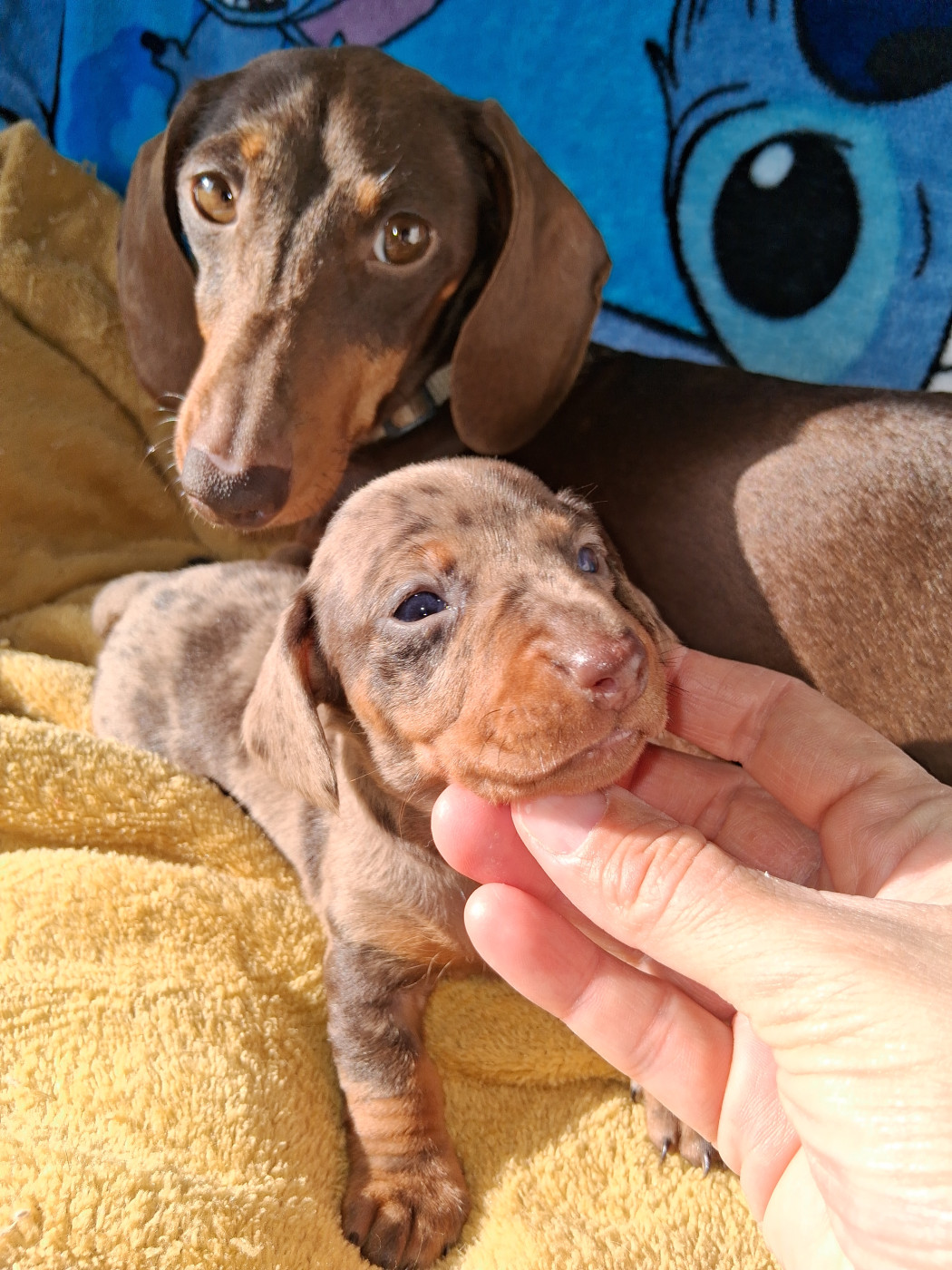 Du Coin Des Canailles - Chiots disponibles - Teckel poil ras