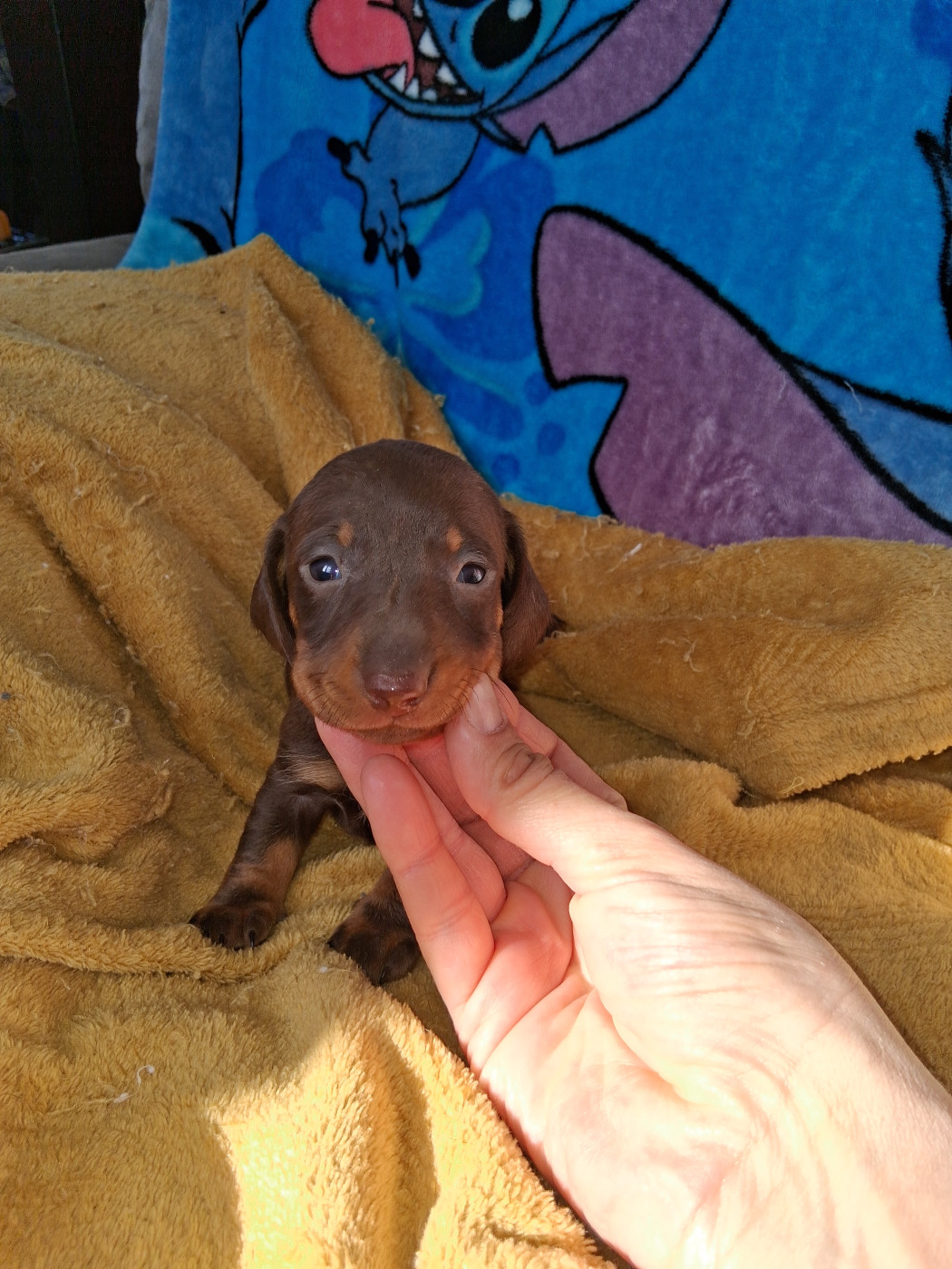 Du Coin Des Canailles - Chiots disponibles - Teckel poil ras