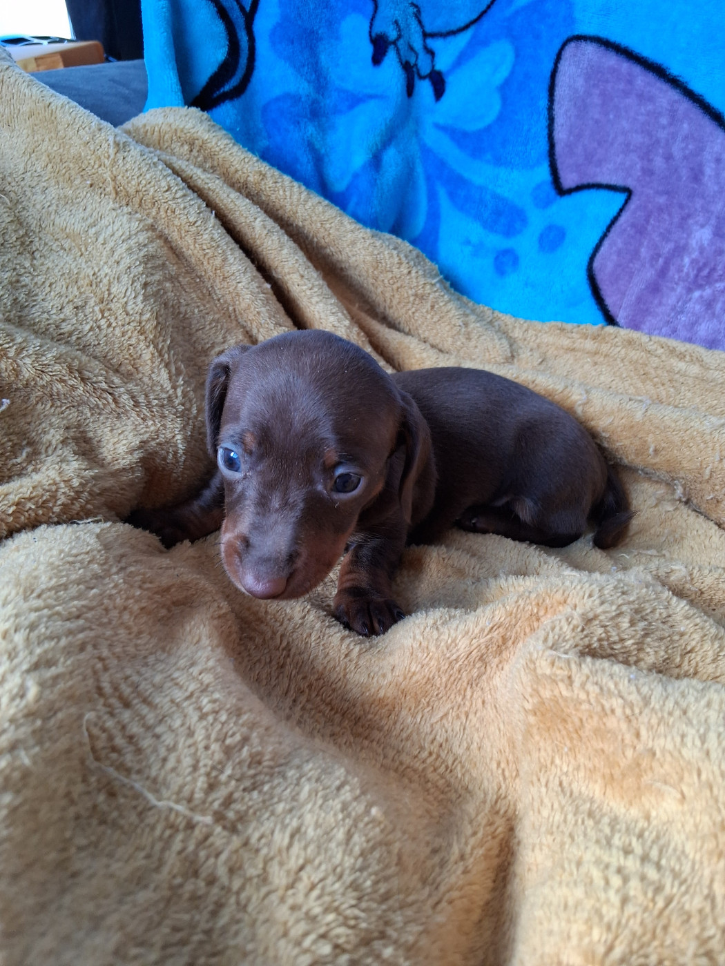 Du Coin Des Canailles - Chiots disponibles - Teckel poil ras