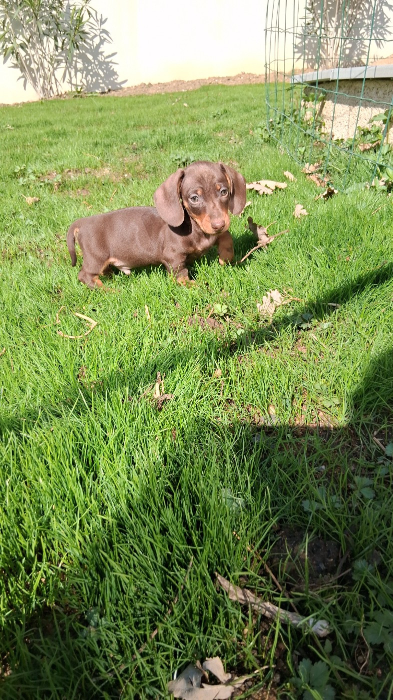 Du Coin Des Canailles - Chiots disponibles - Teckel poil ras