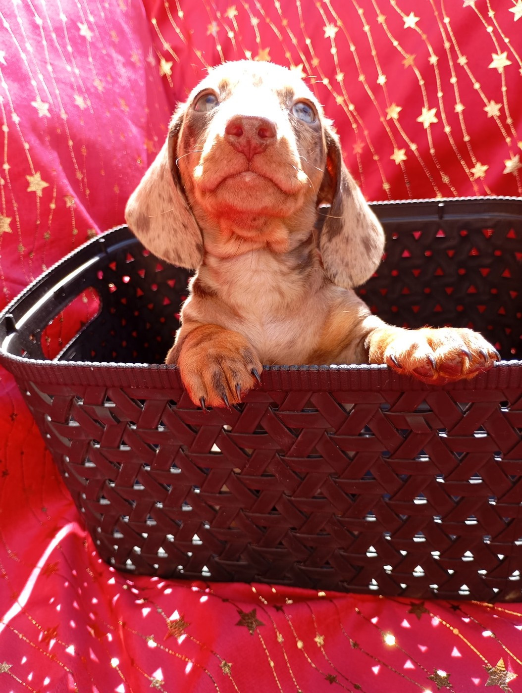 Du Coin Des Canailles - Chiots disponibles - Teckel poil ras