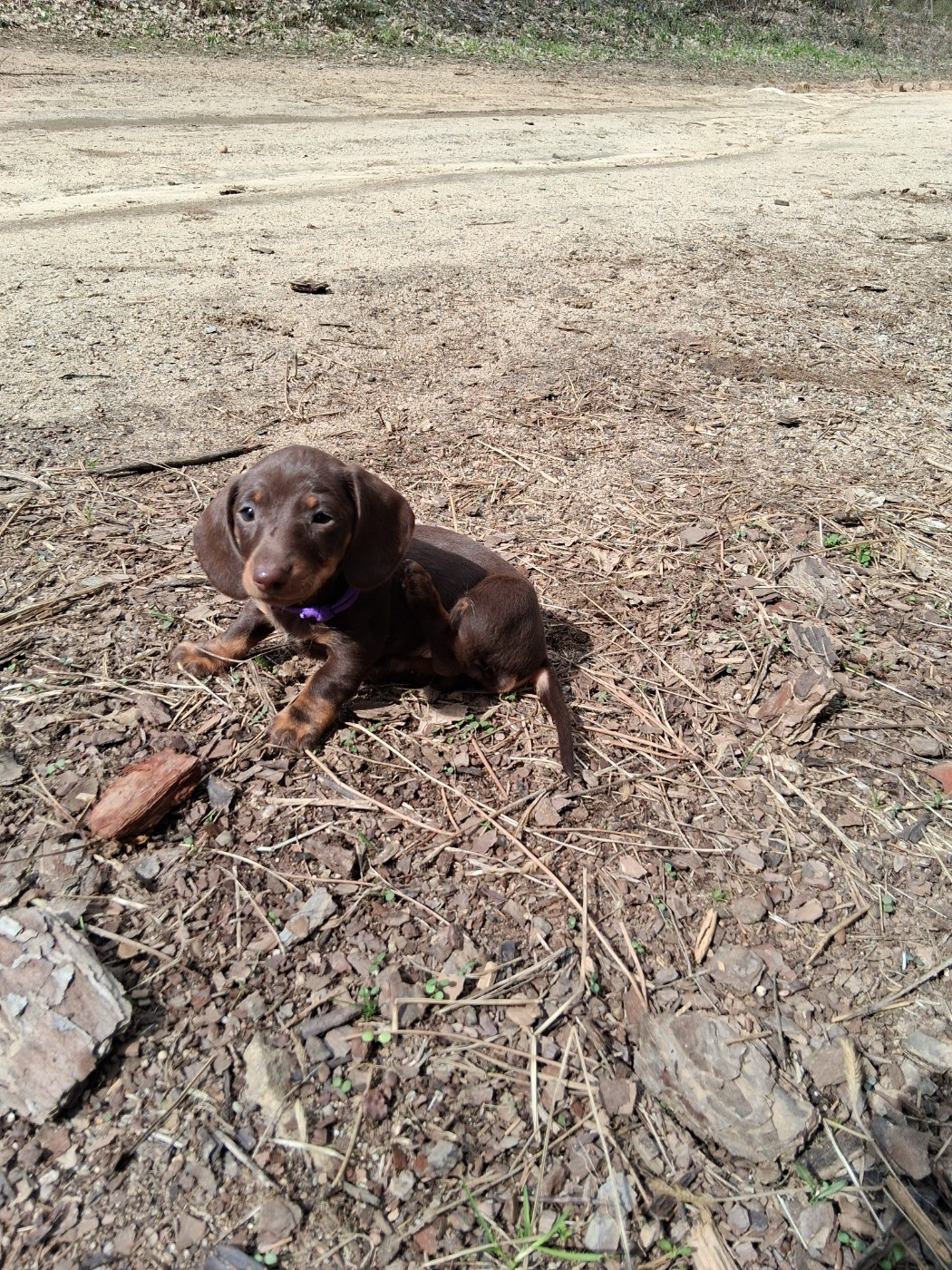 Du Coin Des Canailles - Chiots disponibles - Teckel poil ras