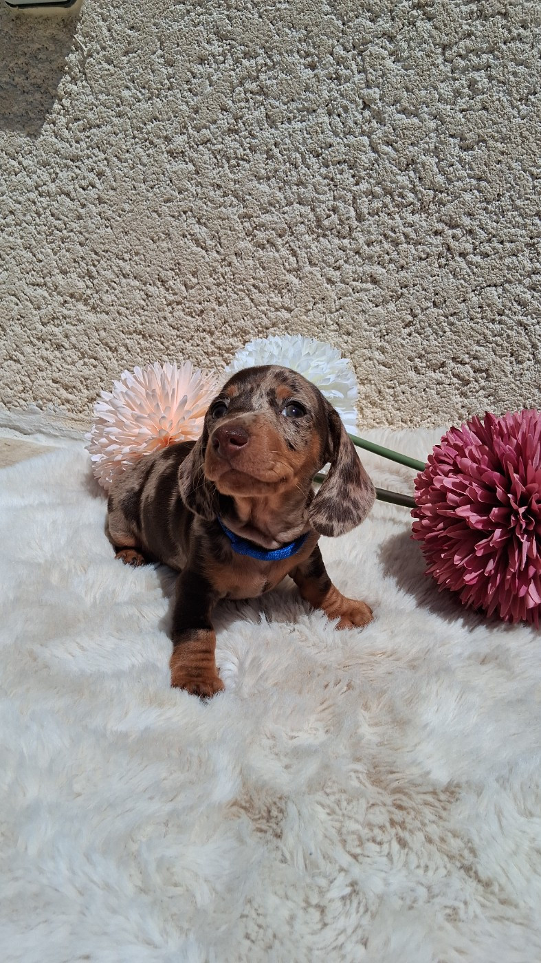 Du Coin Des Canailles - Chiots disponibles - Teckel poil ras