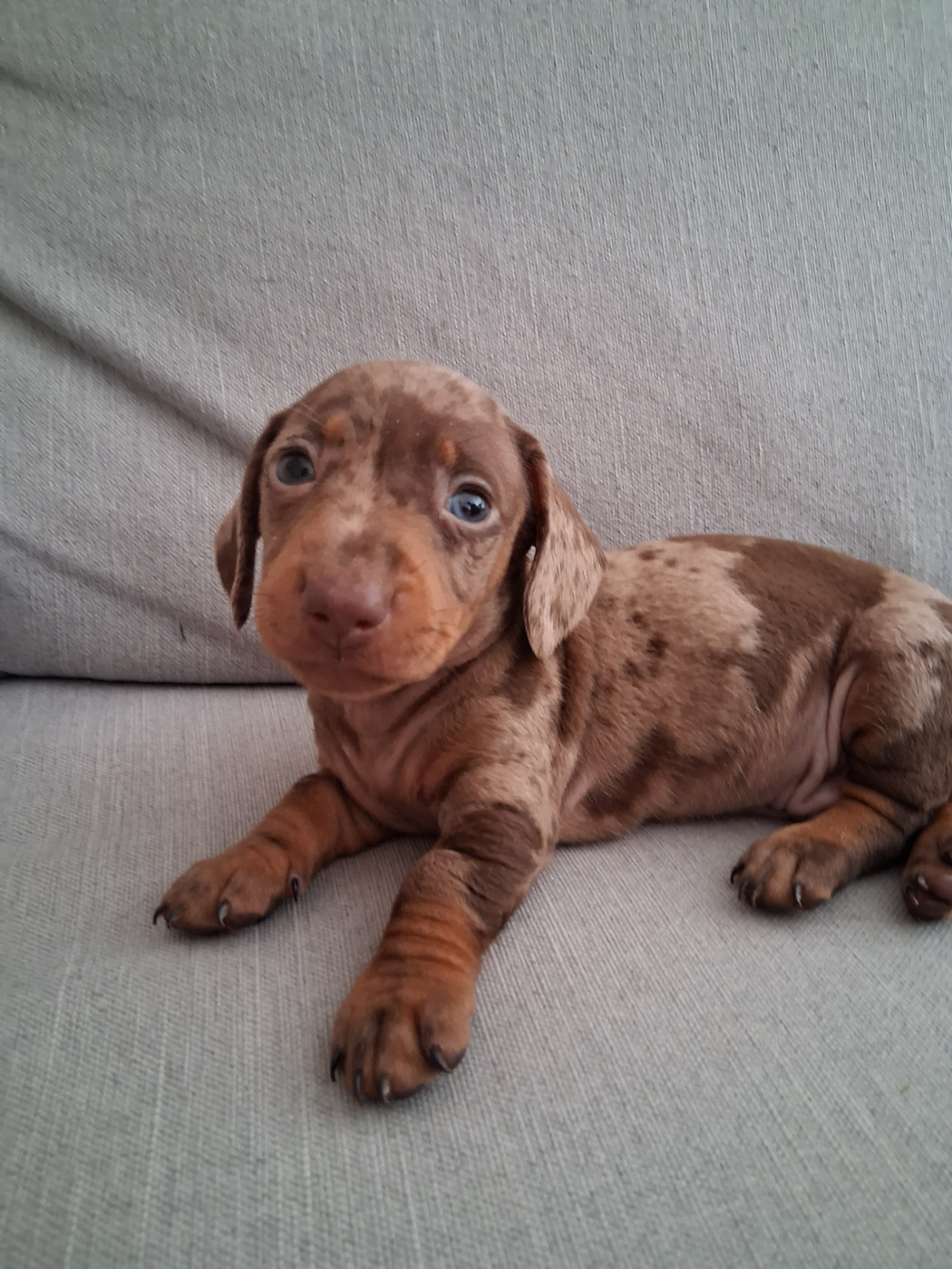 Du Coin Des Canailles - Chiots disponibles - Teckel poil ras
