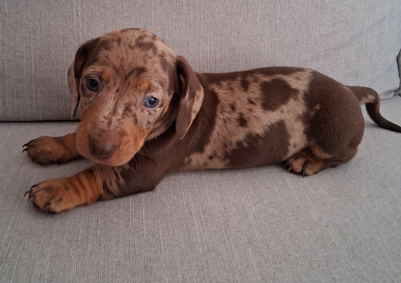 Du Coin Des Canailles - Chiots disponibles - Teckel poil ras