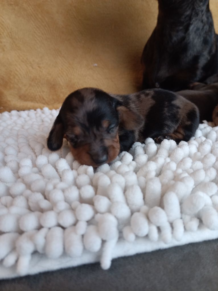 Du Coin Des Canailles - Chiots disponibles - Teckel poil ras