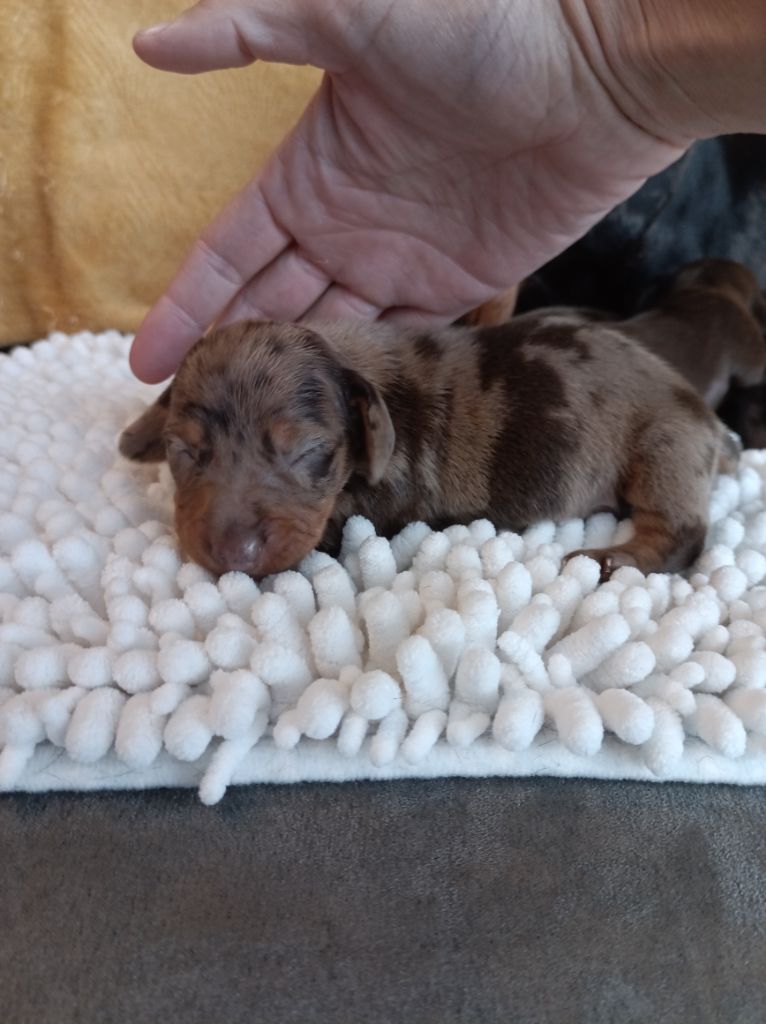 Du Coin Des Canailles - Chiots disponibles - Teckel poil ras